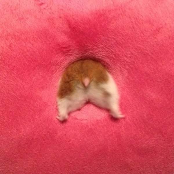 甚么,仓鼠也有尾巴,这么说来从来都没认真看过它们藏在屁屁尾巴欸