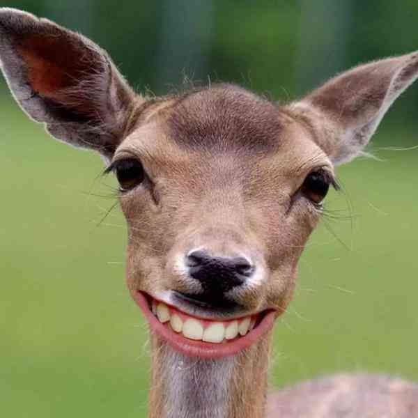 萌宠分享:你微笑的时候,世界是明媚的