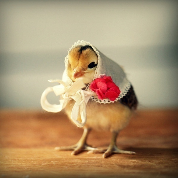 小鸡鸡戴帽子 缅甸摄影师 julie persons|摄影师|小鸡|缅甸_新浪新闻