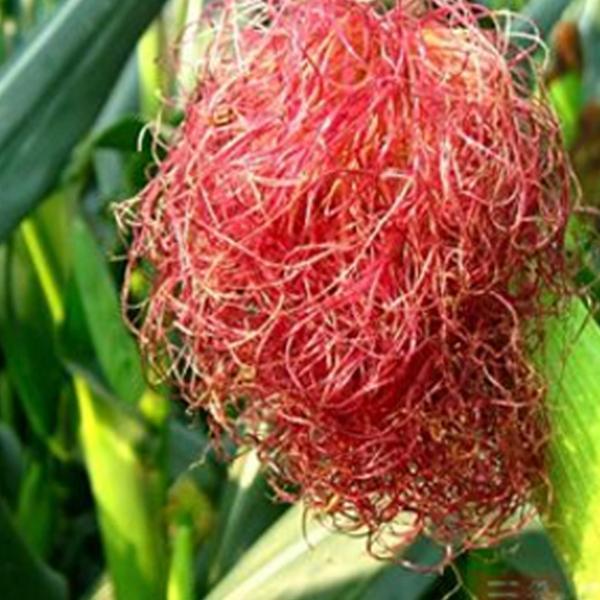 血糖偏高别怕, 用藏在身边的"胰岛素"降血糖, 帮你远离糖尿病