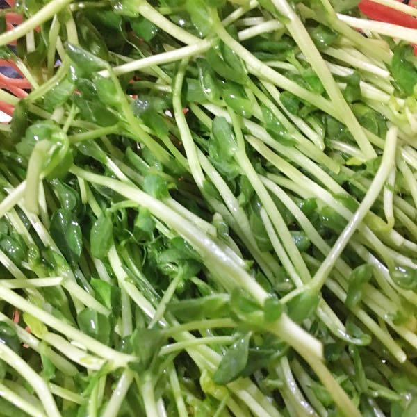 豆苗,换种做法换个口味,清爽可口,味道鲜美,特别解腻!