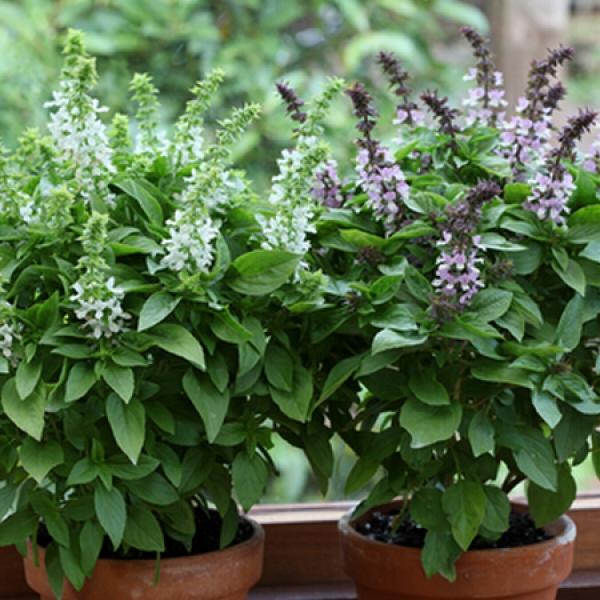 健康养生篇,疏风行气,化湿消食——罗勒的栽培技术__财经头条