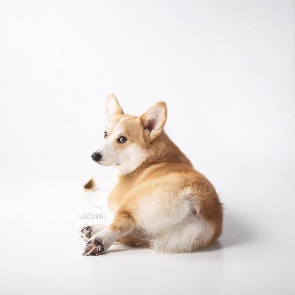 主人帮柯基拍摄了一系列超萌「屁屁写真」, 红遍网络!