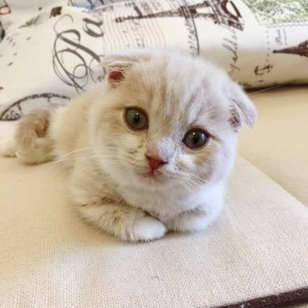 小奶猫真人秀,看看它是如何萌化你的心