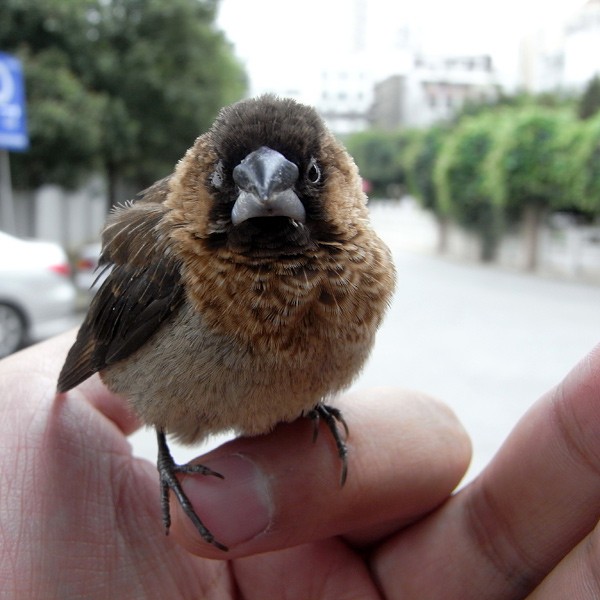 雛鳥吃什麼食物 分為野外飼養和人工飼養|雛鳥|幼鳥|食物_新浪新聞