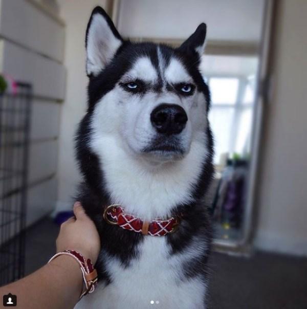 它的表情经常散发出一股生人勿近的气息