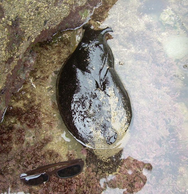 男子海边游玩发现超大"鼻涕虫"生物,还会喷紫色液体防卫!