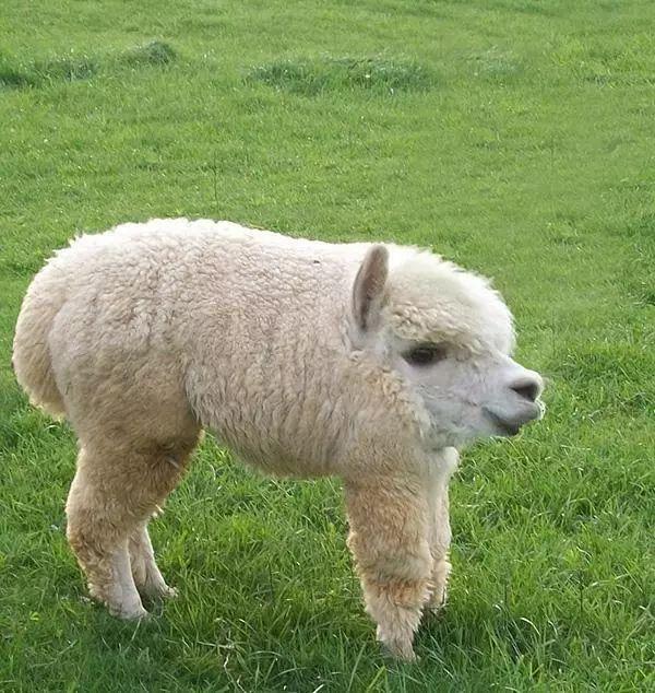 假如动物没有脖子 第一张就笑喷了