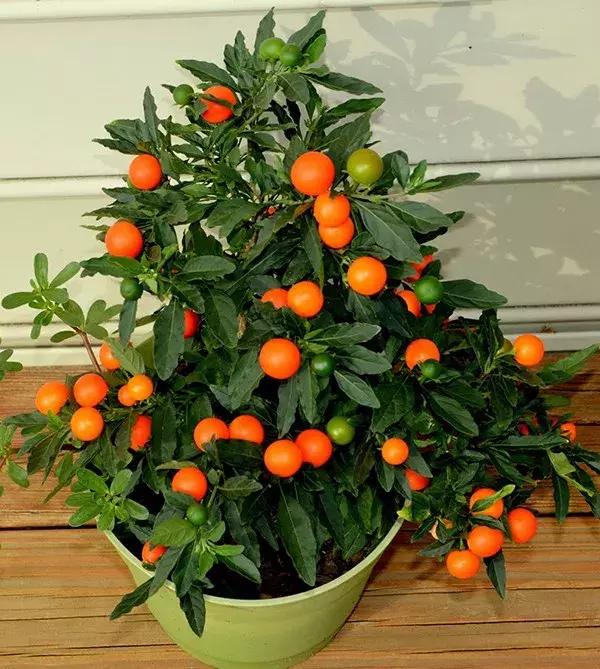 这些观果植物养在家里整个都美爆了