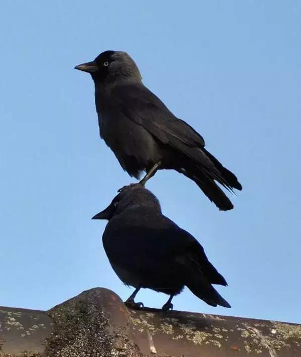 终于知道为什么天下的乌鸦一般黑了|老鹰|乌鸦|流氓_新浪新闻