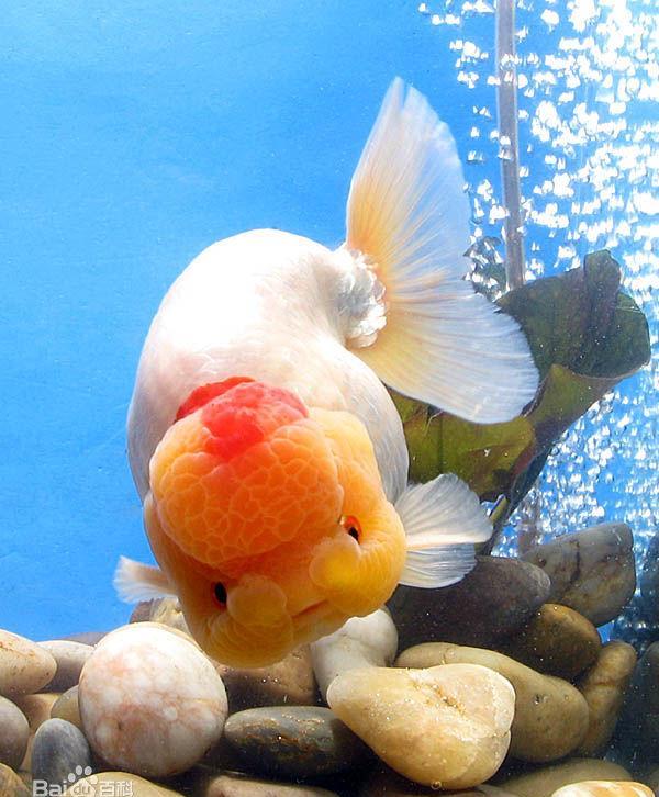 悠游闲适的金鱼 体现着中国人特有的人文情怀