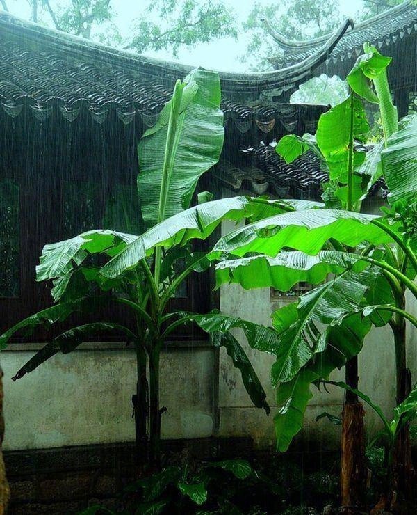 退食北窗凉意满,卧听急雨打芭蕉_新浪看点