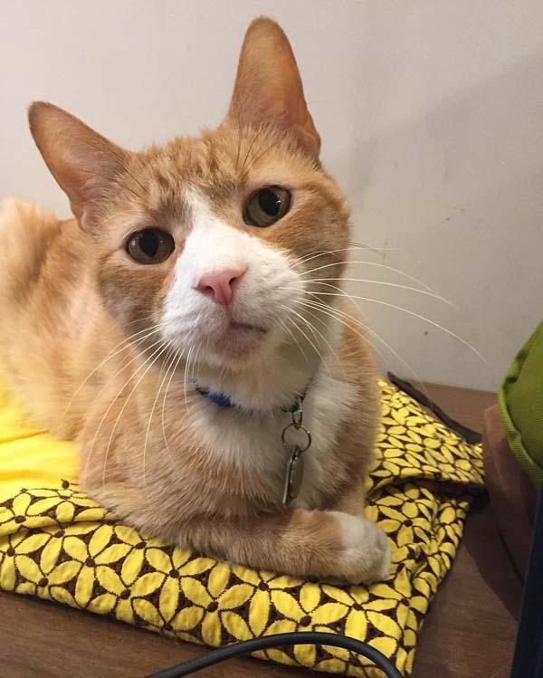 瘦到只剩皮毛的橘猫安乐死前被领养,现在福泰过爽爽!