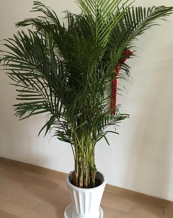 家庭养花——凤尾竹|凤尾竹|盆栽|丛生竹_新浪新闻