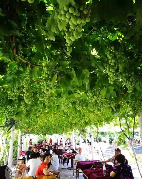 葡萄架下乘凉喝茶,成都又一个不收钱的周末好去处!