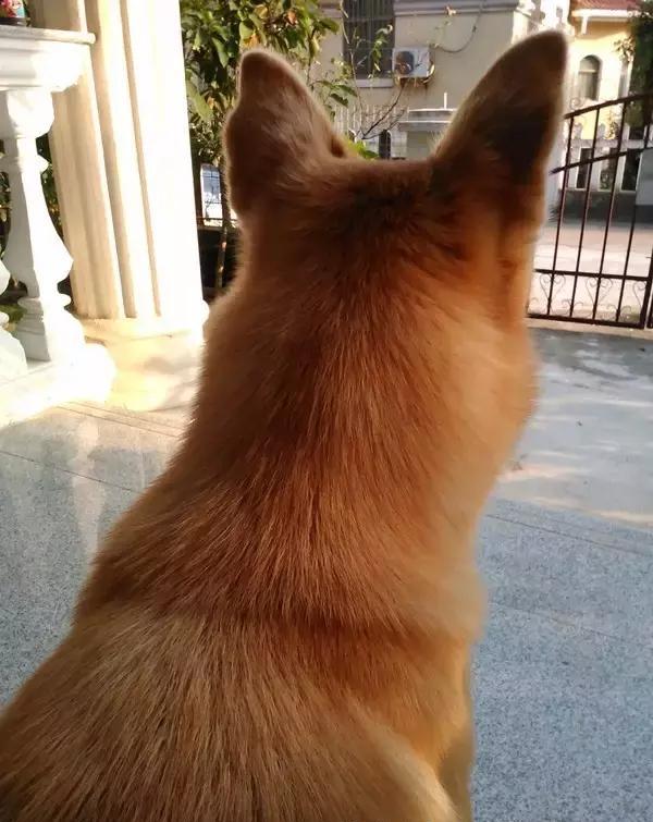 中华田园犬的颜值这么高,到底哪儿"土"了呢|田园|中华|土狗_新浪新闻