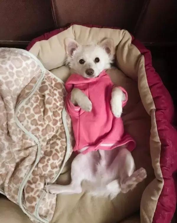 中华田园犬的颜值这么高,到底哪儿"土"了呢|田园|中华|土狗_新浪新闻