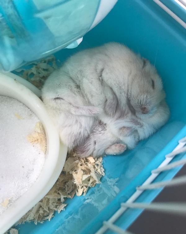 仓鼠可以胖到何种程度?一身五花肉全身无骨头!