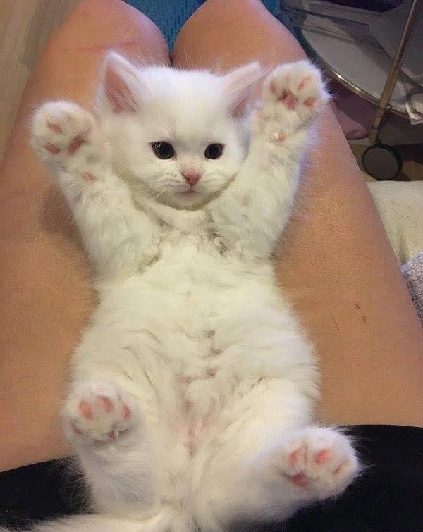 猫咪举手投降了