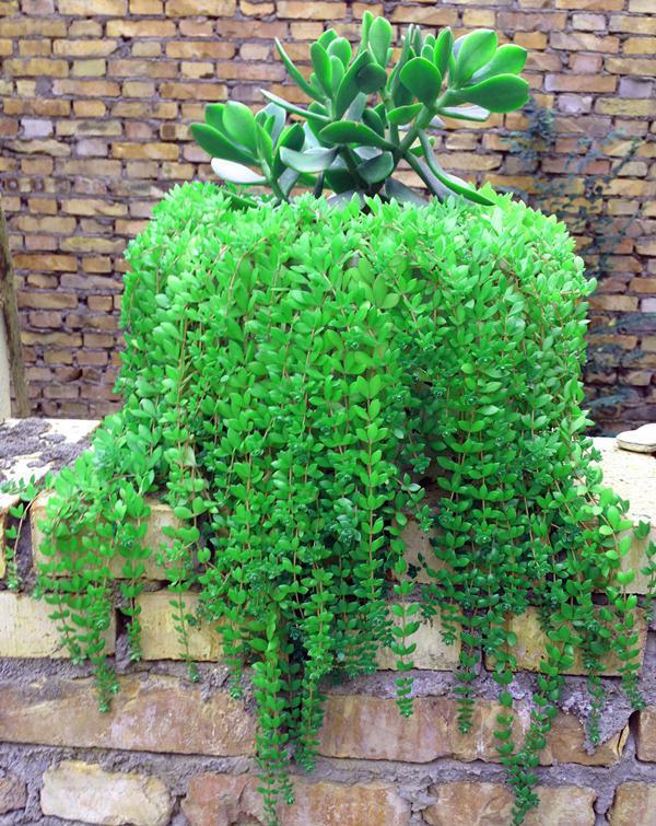 多肉|脸盆|钱串_新浪新闻