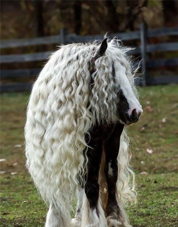 那些毛发浓密的小动物品种,这一位我服了