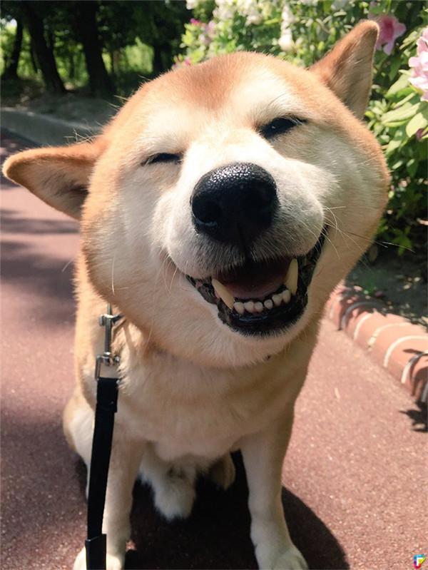 柴柴以为是出门散步开心笑成眯眯眼,半路发现情况后秒变不爽脸