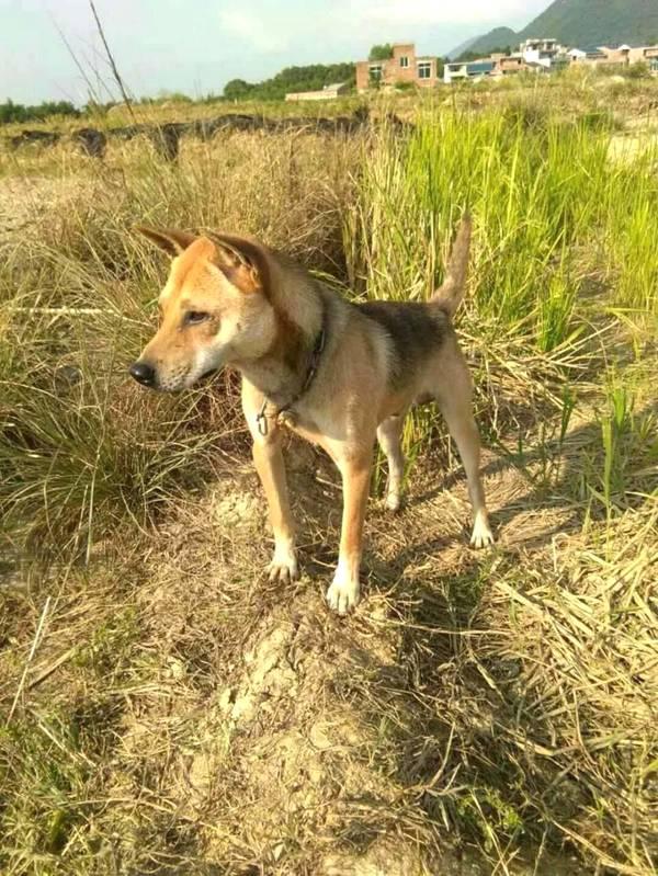 聪明,忠诚是这只小土狗的特点,狗狗知道知恩图报,每当宠主来到田野这