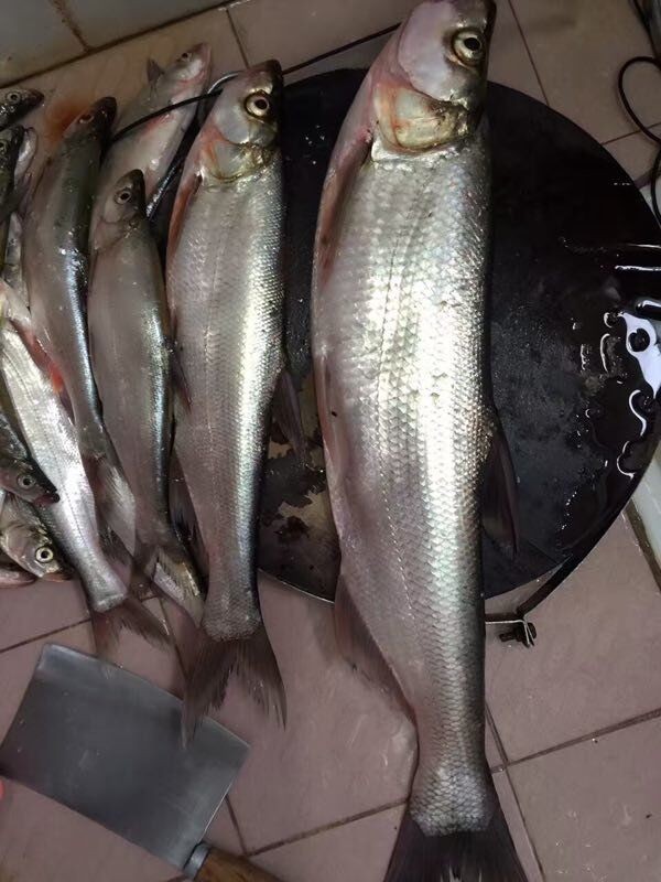 听人说这鱼叫翘嘴!在松山湖一下午钓了10来条,真是鲜活漂亮啊!