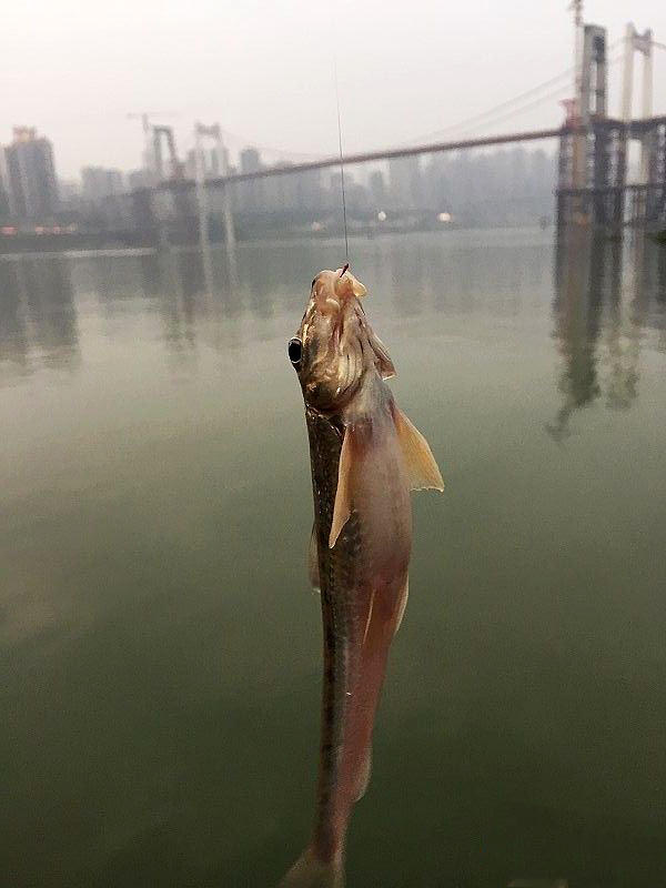 此鱼的体形如古代造船使用的一种钉子,每年的寒冬特别好钓