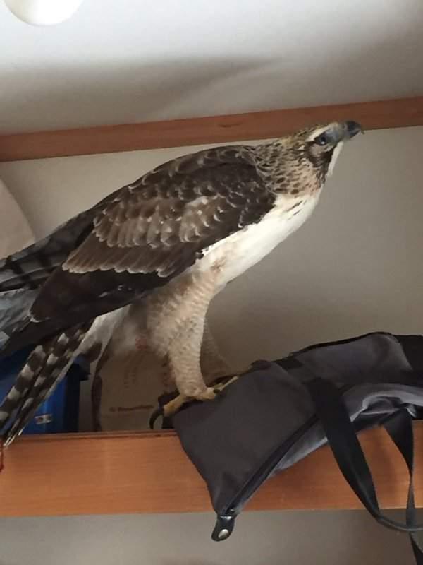 推主听到二楼传来玻璃破掉的声音前往一看怎么会是老鹰啦