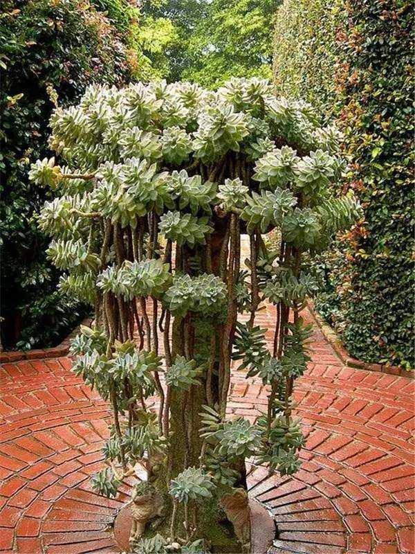 你养的只是多肉"盆栽",这个却是"多肉森林"!