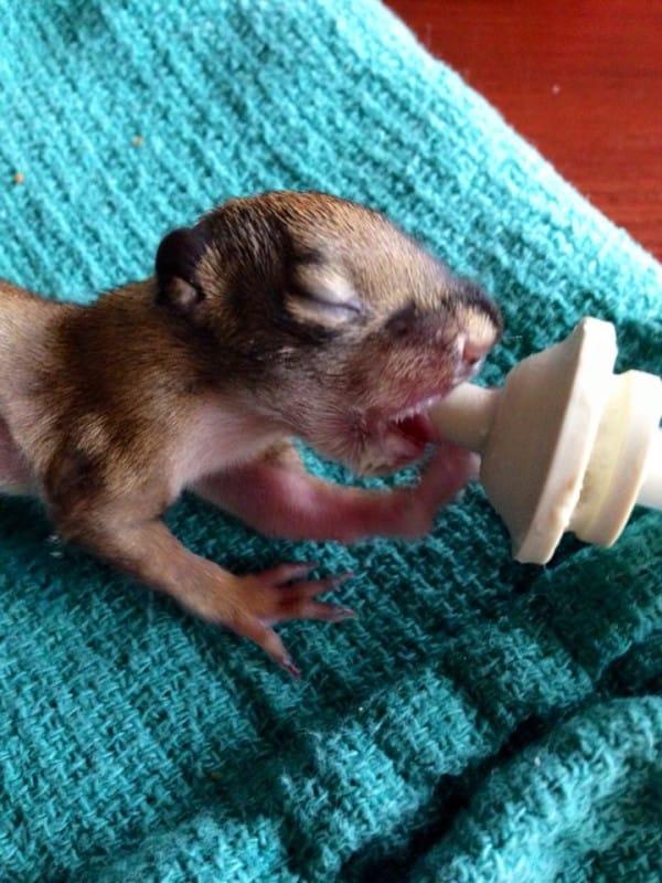 宝宝|霍普|松鼠_新浪新闻