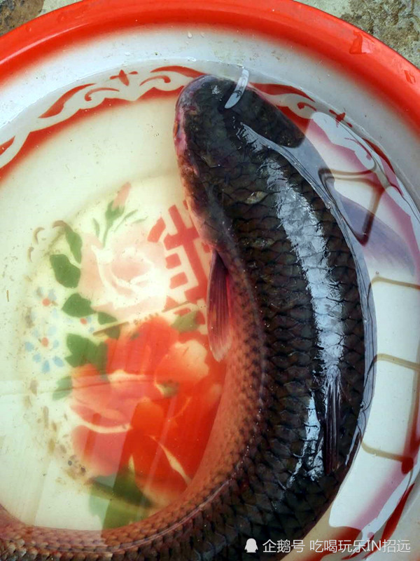 招远开春第一鲜-清炖开冰梭来了!|招远|来了|鱼_新浪新闻