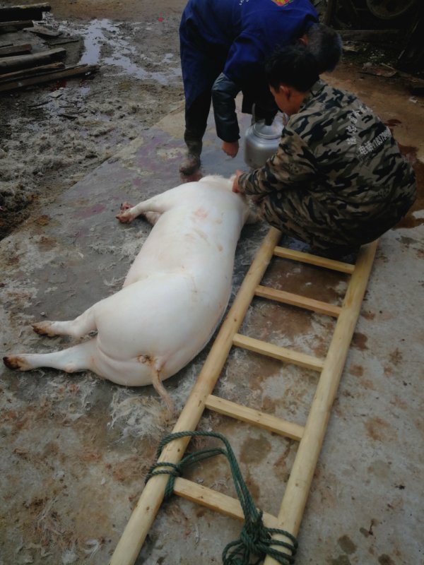 城里媳妇回乡下婆家过年遭遇杀年猪大半边猪肉被硬塞进车