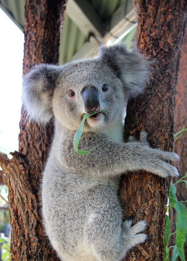 澳大利亚佩斯,一只考拉熊戴着遮阳草帽正趴在树上吃冰棍.