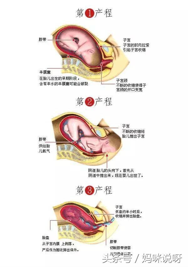 生孩子过程图解图片