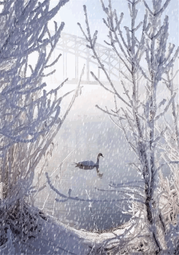 600_855竖版 竖屏gif 动态图 动图