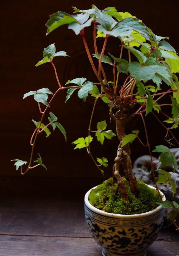桌面小盆景,爬山虎的另一种种法