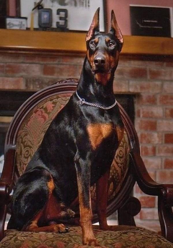 骁勇善战,力挽狂澜的五大护卫犬