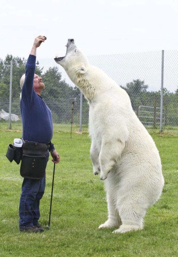 64岁大叔养北极熊16年, 如今有700斤, 成了巨型"哈士奇"