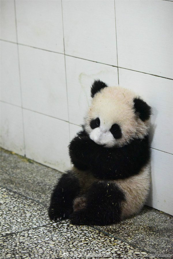 抱紧胖胖的自己,顺便卖个萌