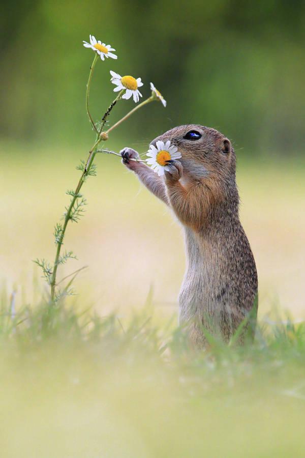 嗅花香的小松鼠,真是美景一道啊!