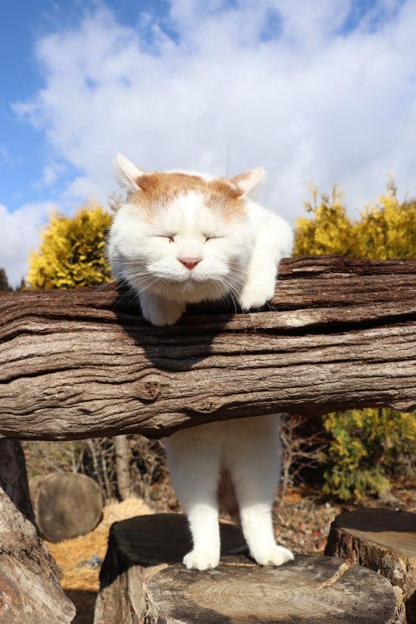 怎么才舒服,猫咪最在行