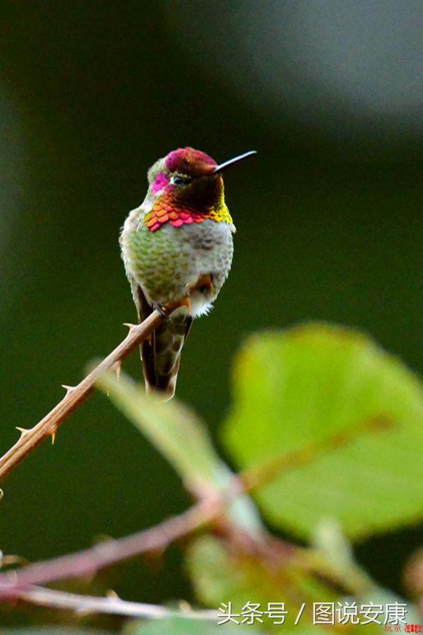 神奇的变色鸟 美艳令人惊讶