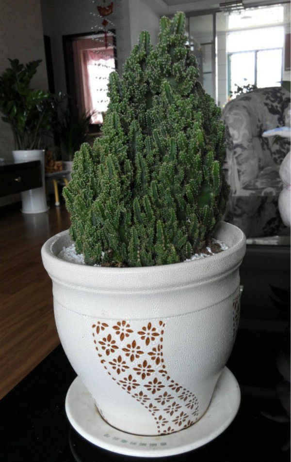 观赏价值极高的仙人掌天生就是盆景艺术品好养又好看