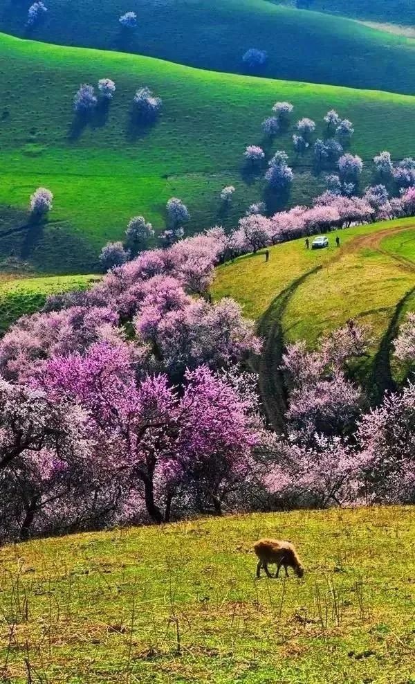 新疆塔县杏花村这里的初春属于杏花除了驴友们熟知的杏花沟,其实在