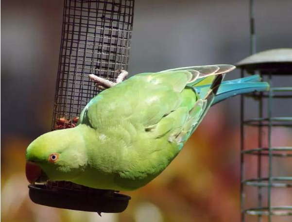 世界上最会说话的鹦鹉top10快来看看你见过几只