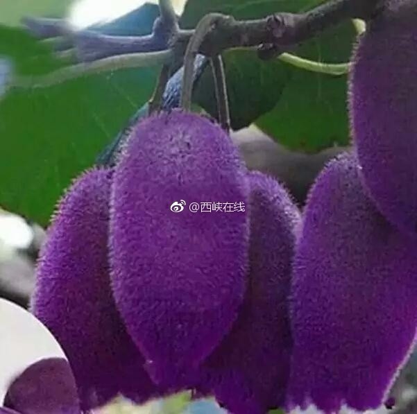 该品种果实园锥形,果突起,果皮紫色,果面光滑无毛,平均单果重85-95克