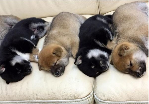 一人带7只汪,是怎样的一种感受?网友:好像可以召唤些什么了?