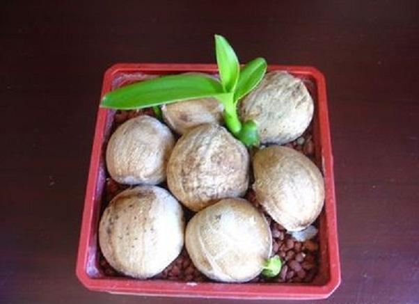 文殊兰的栽培技术(1)育苗技术:及时采集成熟种子,置阴凉处沙藏,翌年3